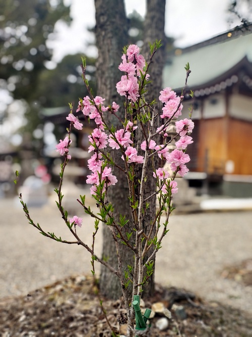 花桃の写真