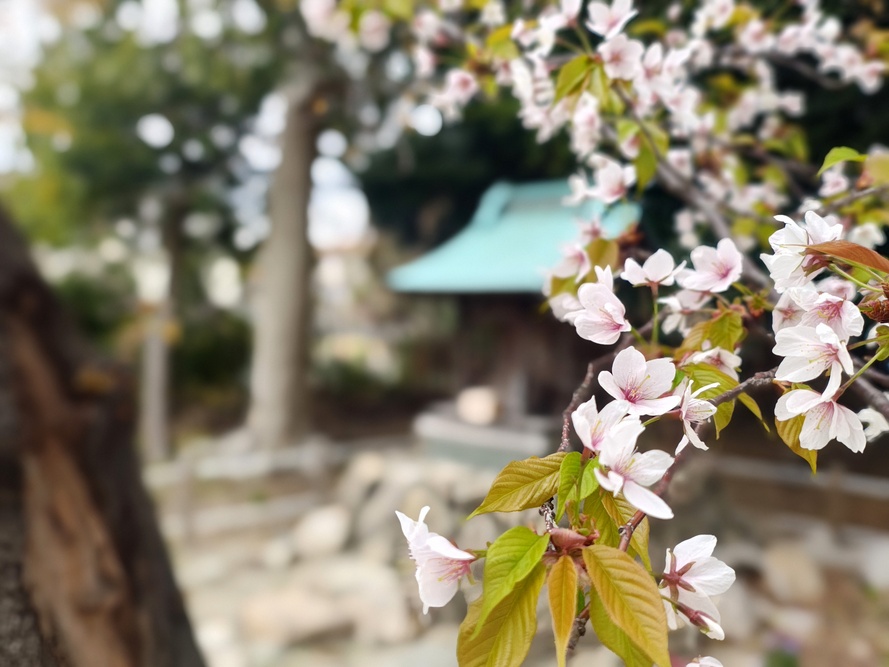山桜の写真