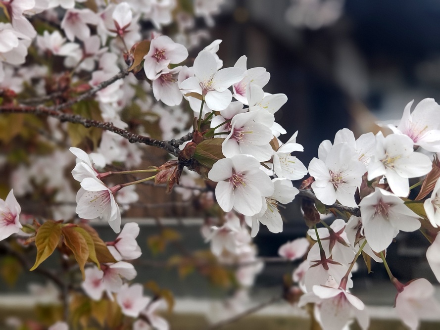 山桜の写真
