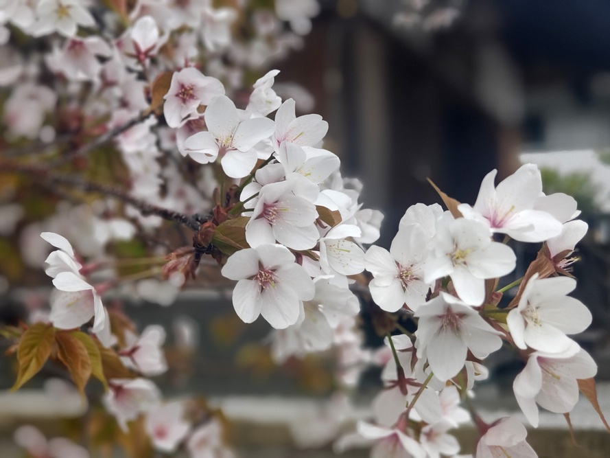 山桜の写真
