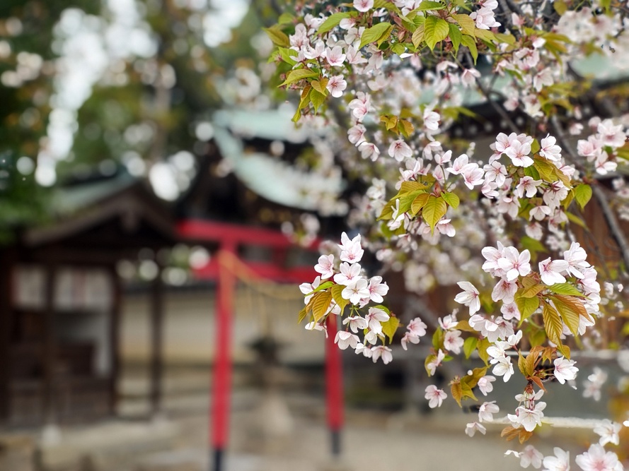 山桜の写真
