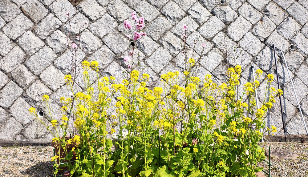 令和8年花桃節句の写真
