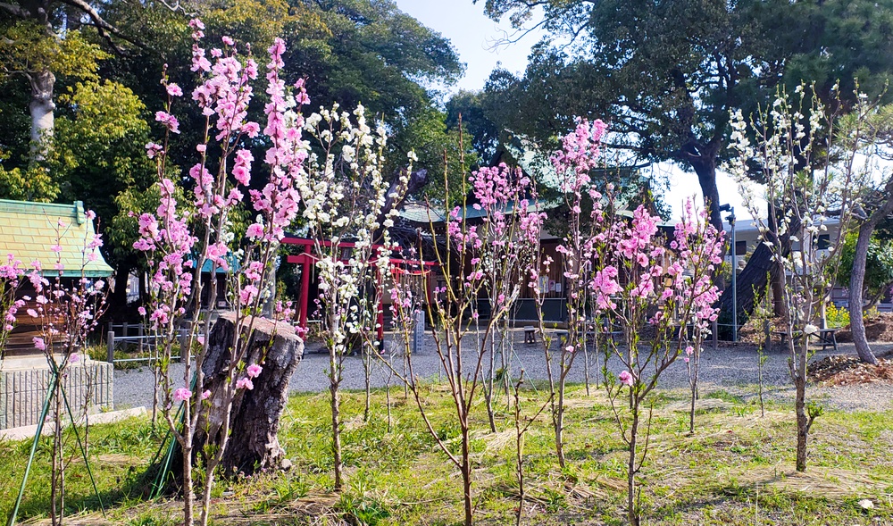 令和8年花桃節句の写真