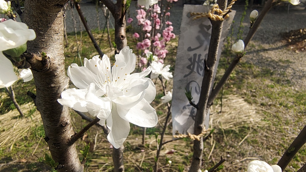 令和8年花桃節句の写真