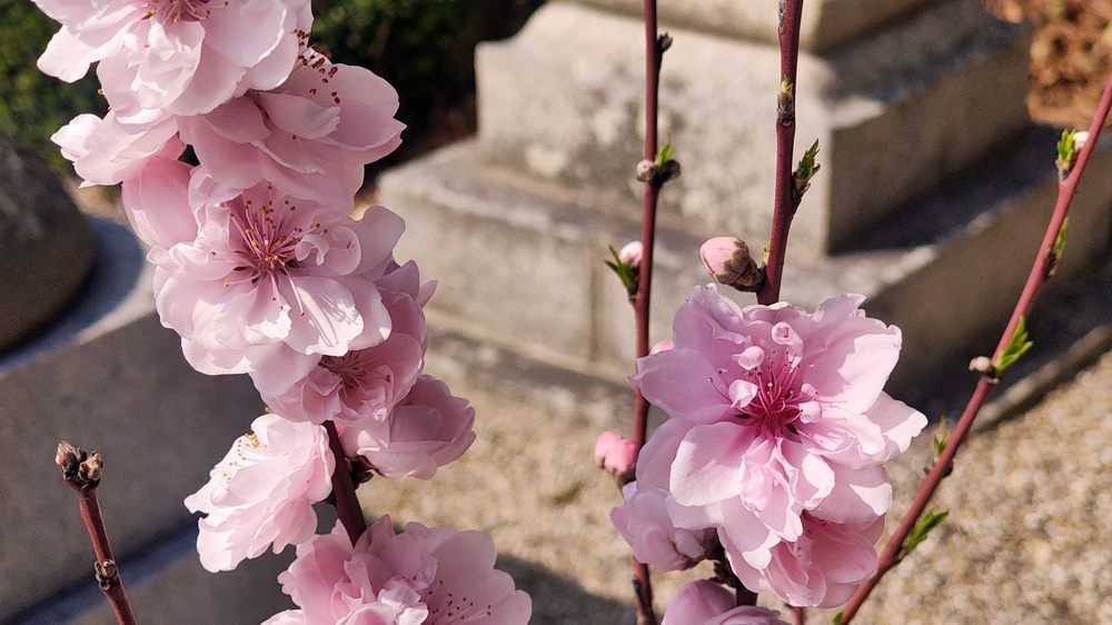 令和8年花桃節句の写真