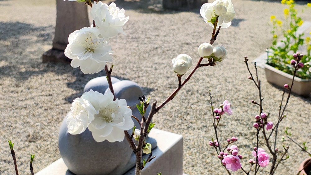 令和8年花桃節句の写真